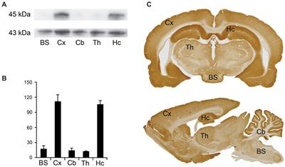 Activity-regulated cytoskeletal-associated protein (Arc) in presynaptic terminals and extracellular vesicles in hippocampal synapses